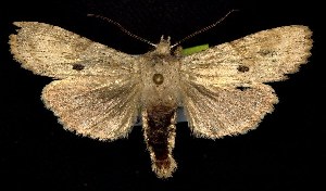  ( - CNCNoctuoidea7689)  @13 [ ] Unspecified (default): All Rights Reserved  Unspecified Unspecified