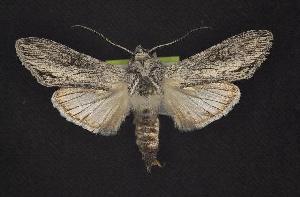  (Cucullia antipoda group - CNCNoctuoidea7746)  @15 [ ] Unspecified (default): All Rights Reserved  Unspecified Unspecified