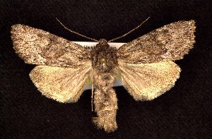  (Apamea commoda parcata - CNCNoctuoidea7774)  @15 [ ] Unspecified (default): All Rights Reserved  Unspecified Unspecified