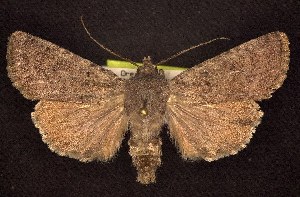  (Euxoa scotogrammoides - CNCNoctuoidea7831)  @14 [ ] Unspecified (default): All Rights Reserved  Unspecified Unspecified