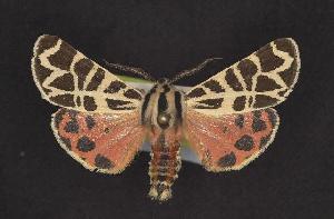  (Grammia nevadensis - CNCNoctuoidea10187)  @14 [ ] Unspecified (default): All Rights Reserved  Unspecified Unspecified