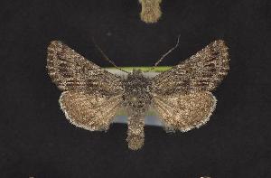  (Lasionycta benjamini - CNCNoctuoidea10521)  @14 [ ] Unspecified (default): All Rights Reserved  Unspecified Unspecified