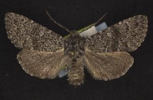  (Lasionycta subfuscula - CNCNoctuoidea10549)  @14 [ ] Unspecified (default): All Rights Reserved  Unspecified Unspecified