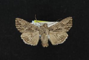  ( - CNCNoctuoidea11981)  @13 [ ] CreativeCommons - Attribution (2010) CBG Photography Group Centre for Biodiversity Genomics