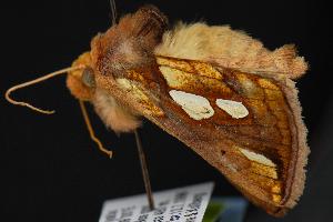  ( - CNCNoctuoidea12355)  @12 [ ] CreativeCommons - Attribution (2010) CBG Photography Group Centre for Biodiversity Genomics