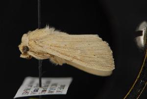  ( - CNCNoctuoidea12985)  @13 [ ] CreativeCommons - Attribution (2010) CBG Photography Group Centre for Biodiversity Genomics
