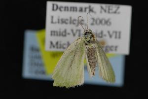  ( - CNCNoctuoidea13066)  @13 [ ] CreativeCommons - Attribution (2010) CBG Photography Group Centre for Biodiversity Genomics