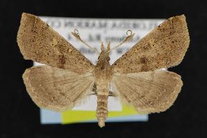  ( - CNCNoctuoidea12530)  @13 [ ] CreativeCommons - Attribution (2010) CBG Photography Group Centre for Biodiversity Genomics