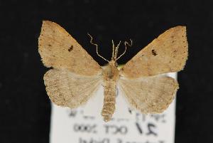  ( - CNCNoctuoidea12541)  @13 [ ] CreativeCommons - Attribution (2010) CBG Photography Group Centre for Biodiversity Genomics