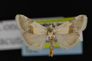  ( - CNCNoctuoidea13137)  @14 [ ] CreativeCommons - Attribution (2010) CBG Photography Group Centre for Biodiversity Genomics