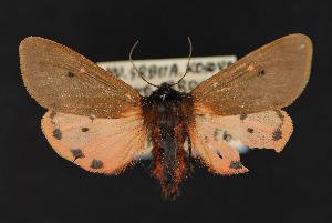  (Phragmatobia placida - CNCNoctuoidea13638)  @13 [ ] Unspecified (default): All Rights Reserved  Unspecified Unspecified