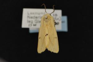  ( - CNCNoctuoidea13640)  @12 [ ] Unspecified (default): All Rights Reserved  Unspecified Unspecified