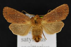  (Ufeus satyricus sagittarius - CNCNoctuoidea13862)  @14 [ ] Unspecified (default): All Rights Reserved  Unspecified Unspecified