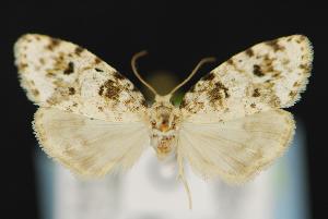  ( - CNCNoctuoidea13910)  @12 [ ] Unspecified (default): All Rights Reserved  Unspecified Unspecified