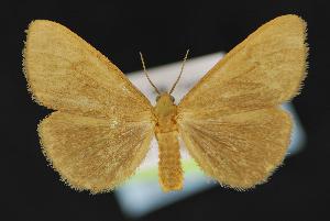  ( - CNCNoctuoidea13952)  @13 [ ] Unspecified (default): All Rights Reserved  Unspecified Unspecified