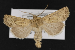  (Agrotis orthogonia - CNC LEP00052225)  @14 [ ] Unspecified (default): All Rights Reserved  Unspecified Unspecified