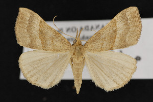  (Hypena atomaria - CNC LEP00052416)  @14 [ ] Unspecified (default): All Rights Reserved  Unspecified Unspecified