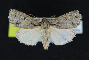  (Acronicta albarufa - NOC15068)  @14 [ ] Unspecified (default): All Rights Reserved  Unspecified Unspecified