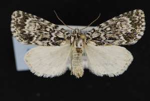  (Acronicta fragilis - CNCLEP00057747)  @14 [ ] CreativeCommons - Attribution Non-Commercial Share-Alike (2016) Unspecified Unspecified