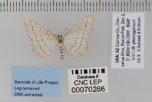  ( - CNCLEP 70266)  @12 [ ] CreativeCommons - Attribution Non-Commercial Share-Alike (2010) Canadian National Collection of Insects, Arachnids and Nematodes Canadian National Collection of Insects, Arachnids and Nematodes