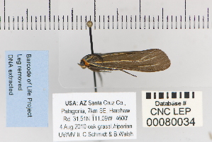  ( - CNCLEP 80034)  @12 [ ] CreativeCommons - Attribution Non-Commercial Share-Alike (2010) Canadian National Collection of Insects, Arachnids and Nematodes Canadian National Collection of Insects, Arachnids and Nematodes