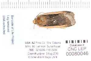  (Abagrotis bimarginalis - CNCLEP 80046)  @13 [ ] CreativeCommons - Attribution Non-Commercial Share-Alike (2010) Canadian National Collection of Insects, Arachnids and Nematodes Canadian National Collection of Insects, Arachnids and Nematodes