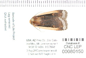  (Abagrotis bimarginalis - CNCLEP 80150)  @13 [ ] CreativeCommons - Attribution Non-Commercial Share-Alike (2010) Canadian National Collection of Insects, Arachnids and Nematodes Canadian National Collection of Insects, Arachnids and Nematodes