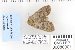  ( - CNCLEP 80301)  @12 [ ] CreativeCommons - Attribution Non-Commercial Share-Alike (2010) Canadian National Collection of Insects, Arachnids and Nematodes Canadian National Collection of Insects, Arachnids and Nematodes