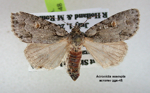  (Acronicta exempta - acrorev gga48)  @14 [ ] Copyright (2010) Canadian National Collection of Insects, Arachnids and Nematodes Canadian National Collection of Insects, Arachnids and Nematodes