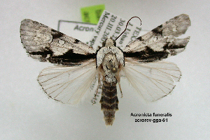  (Acronicta funeralis - acrorev gga51)  @15 [ ] Copyright (2010) Canadian National Collection of Insects, Arachnids and Nematodes Canadian National Collection of Insects, Arachnids and Nematodes