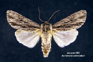  (Acronicta edolata - acrorev163)  @14 [ ] Unspecified (default): All Rights Reserved (2012) Don Lafontaine Unspecified