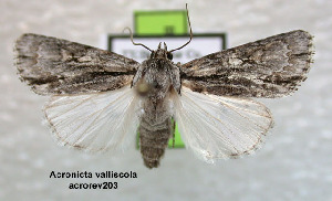  (Acronicta valliscola - acrorev203)  @14 [ ] Unspecified (default): All Rights Reserved (2012) Don Lafontaine Unspecified
