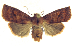  ( - 13-NCCC-035)  @12 [ ] CreativeCommons - Attribution (2013) CNC/CBG Photography Group Centre for Biodiversity Genomics