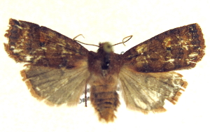  ( - 13-NCCC-036)  @12 [ ] CreativeCommons - Attribution (2013) CNC/CBG Photography Group Centre for Biodiversity Genomics