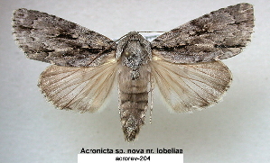  (Acronicta sp - acrorev204)  @15 [ ] CreativeCommons - Attribution Non-Commercial Share-Alike (2013) BIO Photography Group/CNC Centre for Biodiversity Genomics