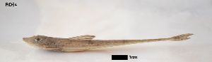  ( - RD54)  @11 [ ] No Rights Reserved (2013) Unspecified LGC- PUC Minas
