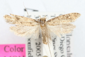  ( - DDAV-D670)  @13 [ ] CreativeCommons - Attribution (2010) CBG Photography Group Centre for Biodiversity Genomics