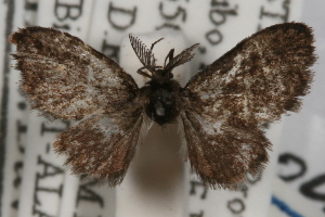  (Epipyropinae - DDAV-D271)  @13 [ ] CreativeCommons - Attribution (2010) CBG Photography Group Centre for Biodiversity Genomics