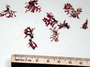  (Lomentaria orcadensis - GWS001885)  @13 [ ] CreativeCommons - Attribution Non-Commercial Share-Alike (2010) Gary W. Saunders University of New Brunswick