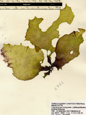  ( - GWS002766)  @13 [ ] CreativeCommons - Attribution Non-Commercial Share-Alike (2010) Gary W. Saunders University of New Brunswick