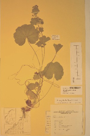  (Alchemilla oxyodonta - TRHV 304716)  @11 [ ] CreativeCommons - Attribution Non-Commercial Share-Alike (2012) NTNU Museum of Natural History and Archaeology NTNU Museum of Natural History and Archaeology