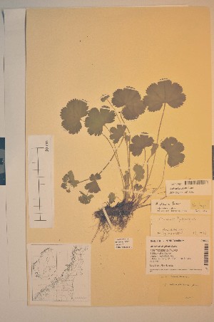  (Alchemilla plicata - TRHV 310695)  @11 [ ] CreativeCommons - Attribution Non-Commercial Share-Alike (2012) NTNU Museum of Natural History and Archaeology NTNU Museum of Natural History and Archaeology