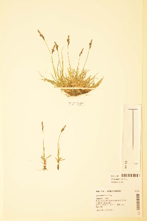  (Carex ericetorum - TRH43629)  @11 [ ] CreativeCommons - Attribution Non-Commercial Share-Alike (2015) NTNU University Museum, Department of Natural History NTNU University Museum, Department of Natural History