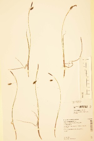  (Carex paupercula - TRH253100)  @11 [ ] CreativeCommons - Attribution Non-Commercial Share-Alike (2015) NTNU University Museum, Department of Natural History NTNU University Museum, Department of Natural History
