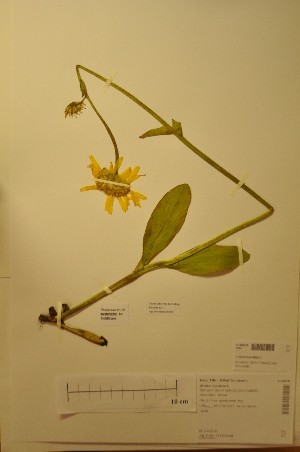  (Arnica montana - TRH49675)  @11 [ ] CreativeCommons - Attribution Non-Commercial Share-Alike (2012) NTNU Museum of Natural History and Archaeology NTNU Museum of Natural History and Archaeology