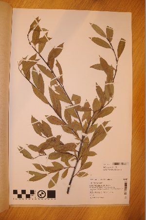 (Salix daphnoides - TRH-V-68367)  @11 [ ] Copyright (2014) NTNU University Museum, Department of Natural History NTNU University Museum, Department of Natural History