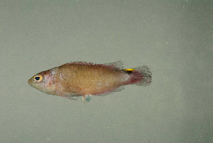  (Pseudochromis jamesi - MNHN_PE561)  @11 [ ] CreativeCommons - Attribution Non-Commercial Share-Alike (2014) Michel Kulbicki IRD
