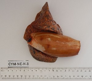  (Cymbium cucumis - CYM-NC-H-1)  @11 [ ] Unspecified (default): All Rights Reserved (2022) Institut National de Recherche Halieutique, Maroc Institut National de Recherche Halieutique, Maroc