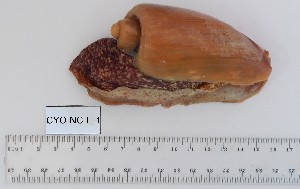  (Cymbium olla - CYO-NC-E-1)  @11 [ ] Unspecified (default): All Rights Reserved (2022) Institut National de Recherche Halieutique, Maroc Institut National de Recherche Halieutique, Maroc