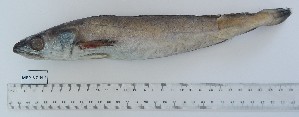  (Merluccius senegalensis - MEP-NC-H-1)  @11 [ ] Unspecified (default): All Rights Reserved (2022) Institut National de Recherche Halieutique, Maroc Institut National de Recherche Halieutique, Maroc
